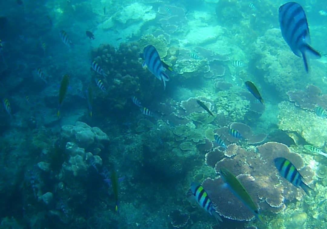 Juara Bay Resort Tioman island Exterior photo
